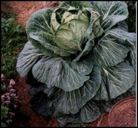 Cabbage