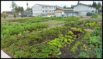 Gardens at Bragaw growing