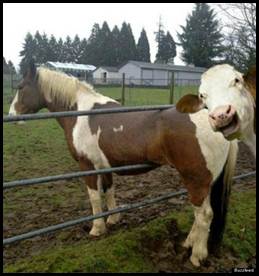 Cow photobomb