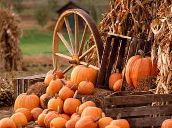 Pyrah’s Pioneer Farm in Palmer is hosting a Fall Harvest Festival this Saturday, September 26th, from 12:00-7:00 pm.