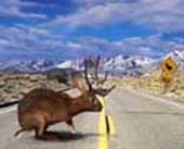 Jackalope crossing