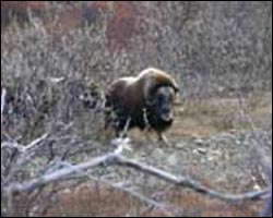 Wild Alaska Musk Ox