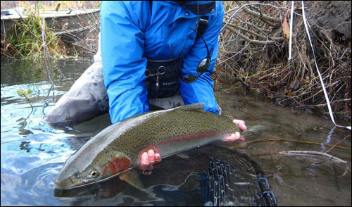 Rainbow Trout caught near Naknek