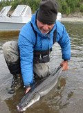 Kobuk River sheefish
