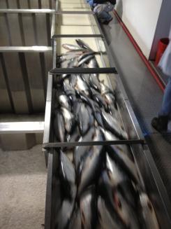 Sockeye salmon arrive for processing at the Trident processing plant.