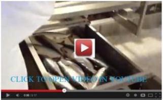 Click to watch a short video clip of salmon 