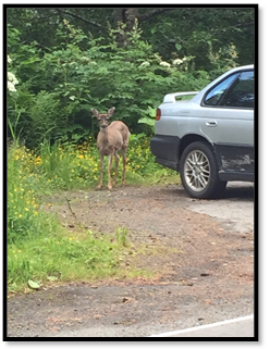 Scene of Juneau wildlife. You don't see moose, but sometimes a Sitka Black Tailed Deer.