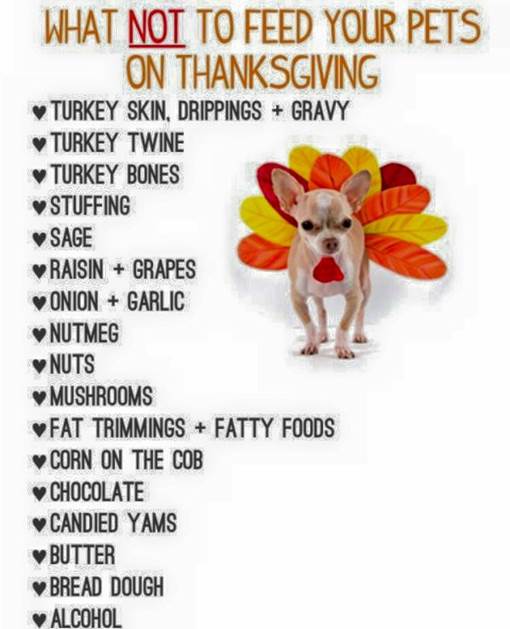 What NOT to feed your pets during the holidays.